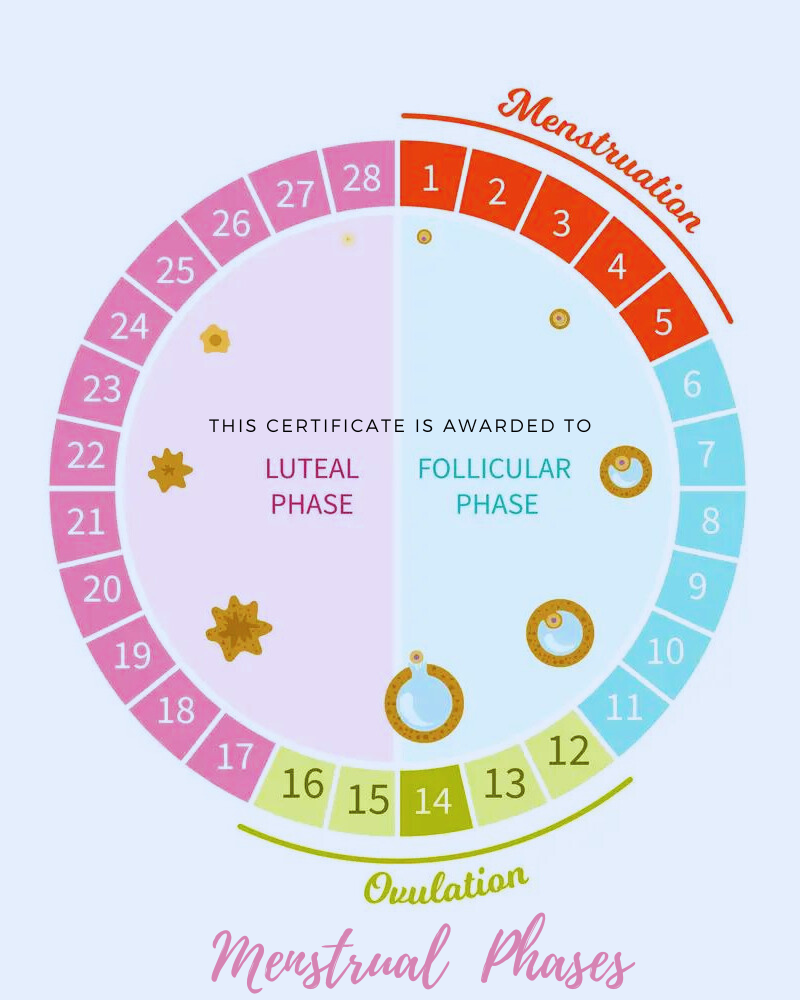 menstrual-phases-for-understanding-white-discharge-leukorrhea